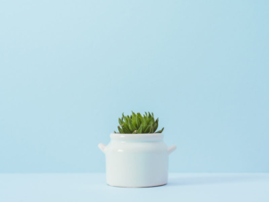 simple image of pot & cactus