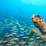 Hawksbill Sea Turtle w school of fish