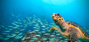 Hawksbill Sea Turtle w school of fish