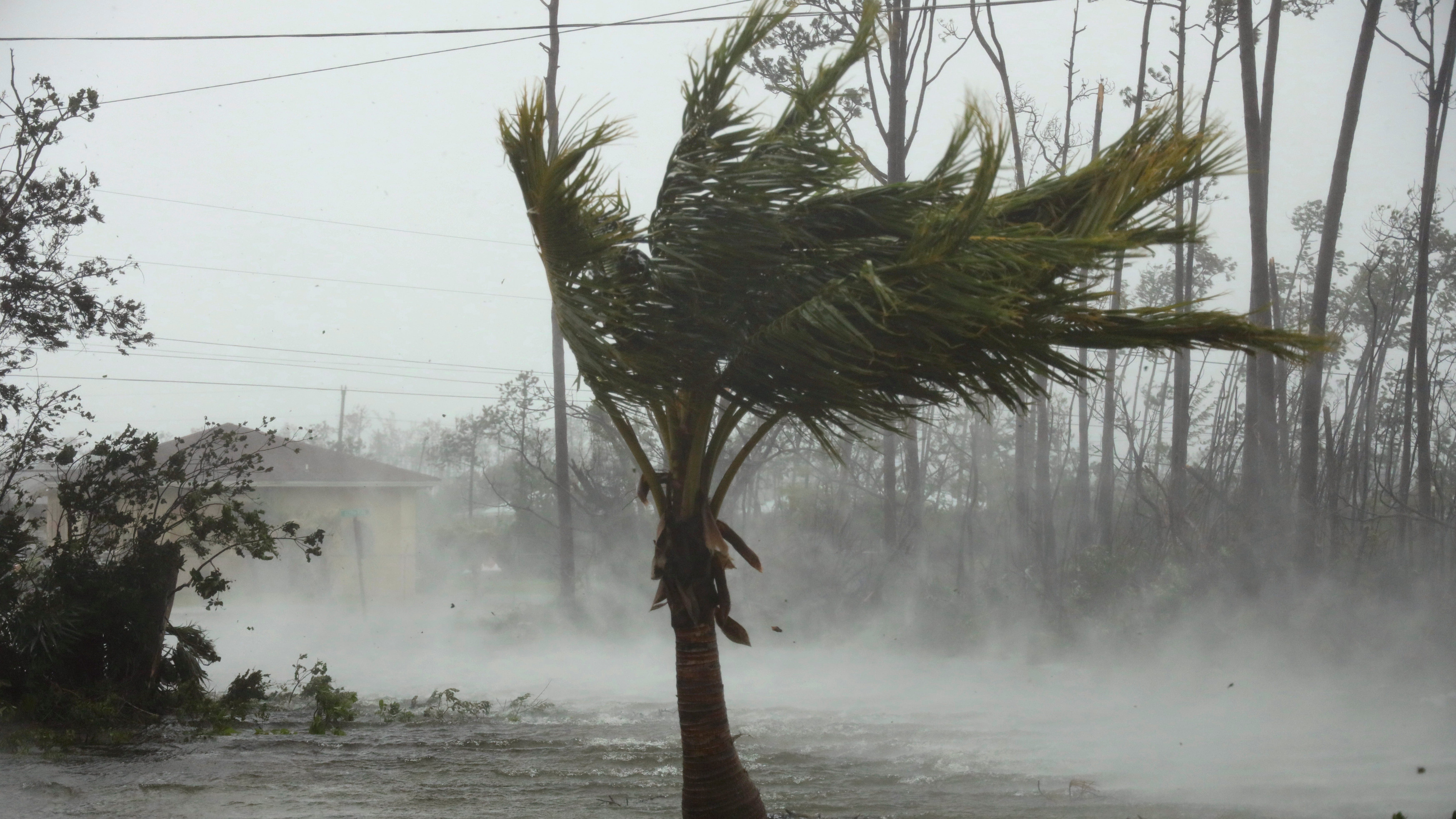 Palm tree in hurricane winds