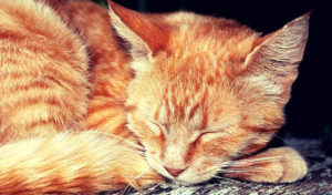 Ginger Tabby Cat