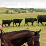 cattle rancher in Montana