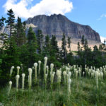 A - Glacier - bear grass