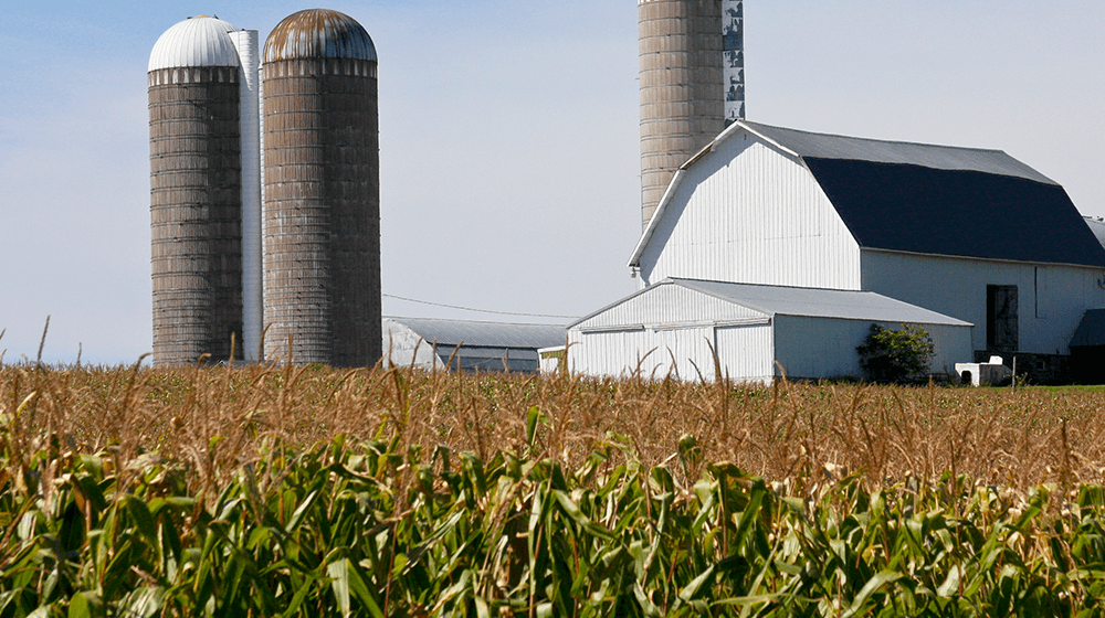 US Farm - Corn