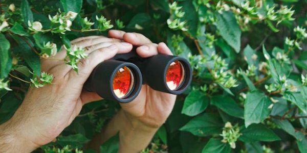 peeping-through-bushes-binoculars