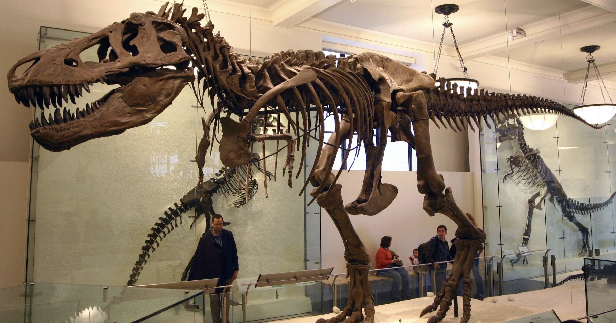 T-Rex fossil display