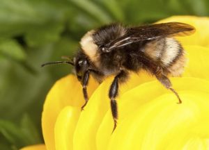 The Western Bumblebee, Bombus occidentalis
