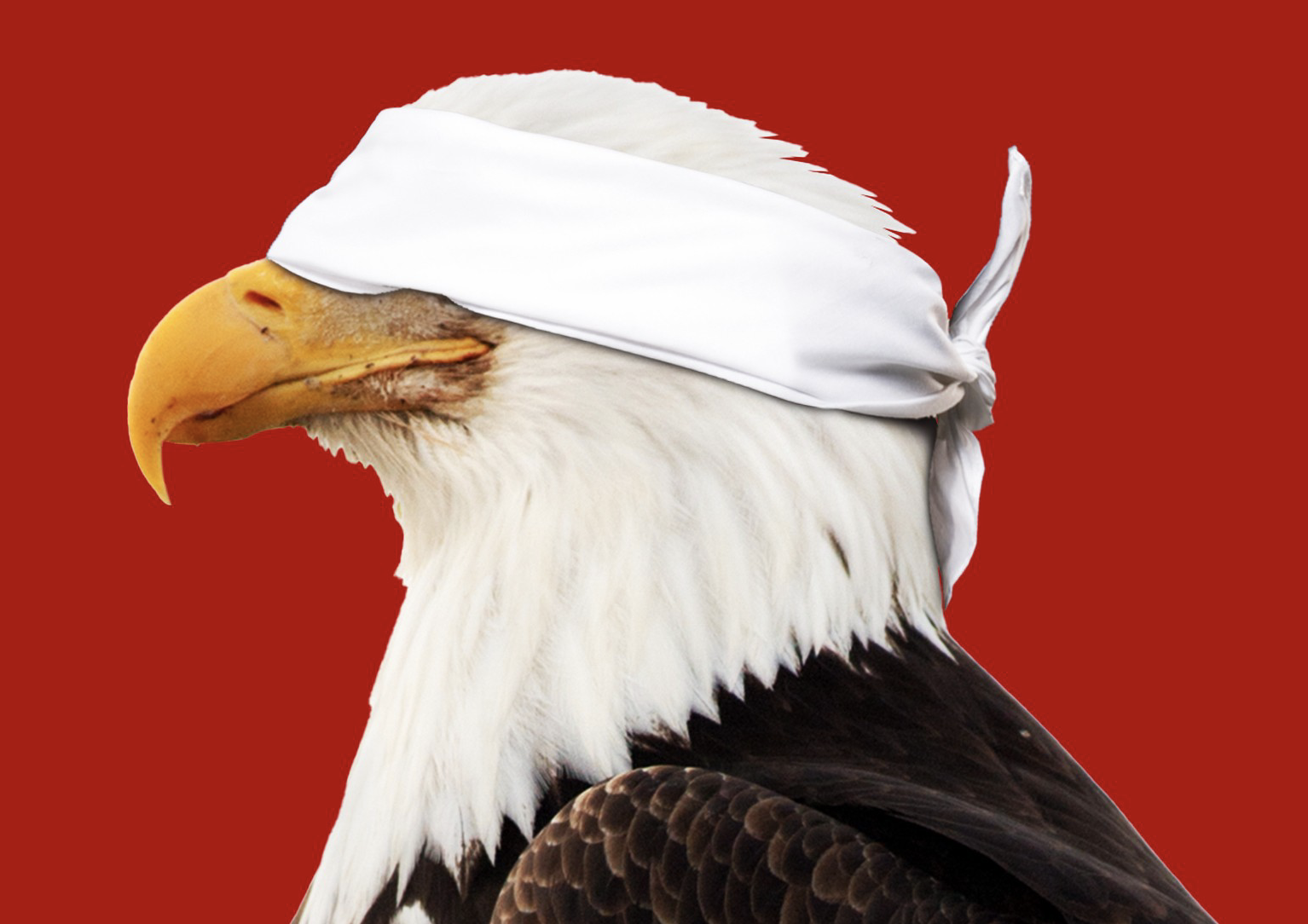 Blind-folded Bald Eagle