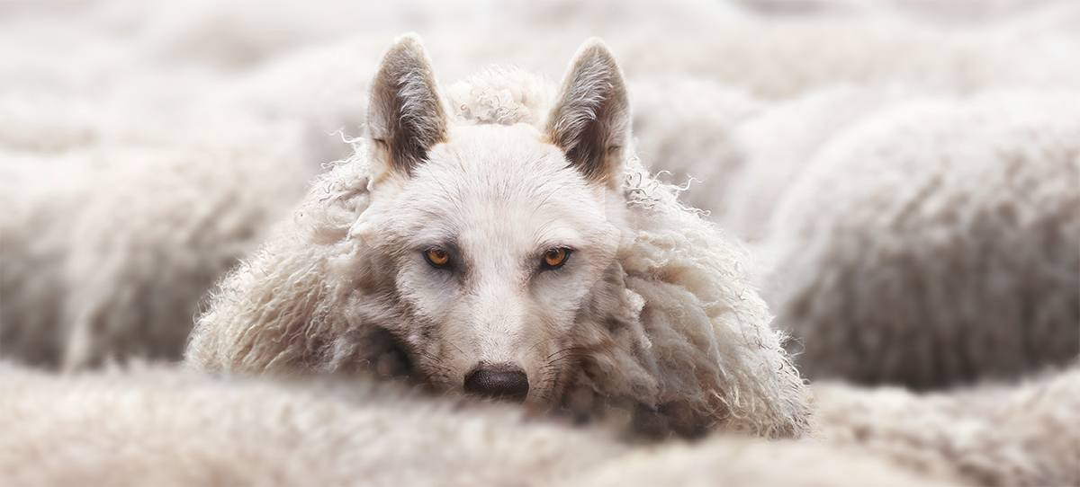 Wolf in sheeps clothing