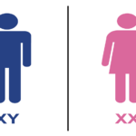 XY and XX male and female