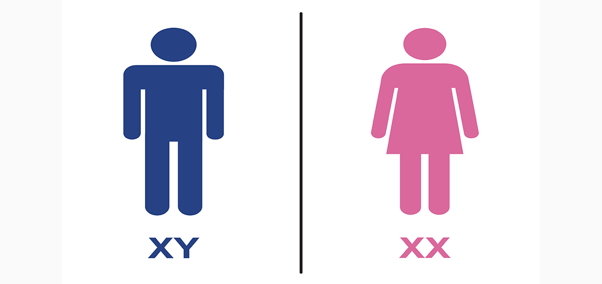 XY and XX male and female