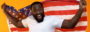 Smiling Afro-American man with USA flag celebrating