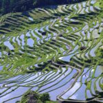 Japanese rice paddys