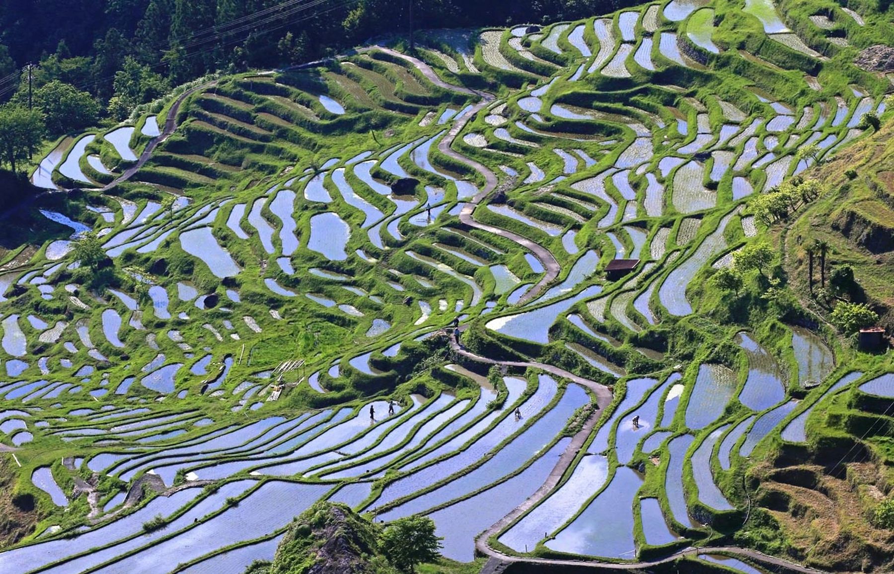 Japanese rice paddys