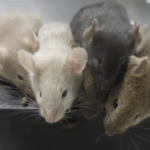 mice in a lab