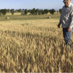 man farmer standing in a wheat field