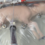 Pre-natal lamb in artificial womb