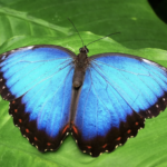 Blue Butterfly - Mimicry