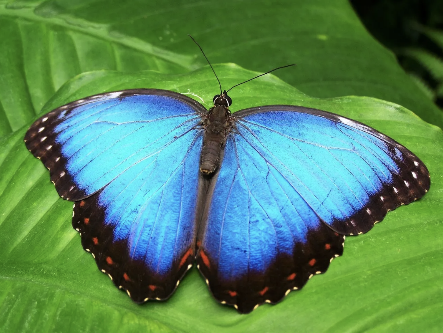 Blue Butterfly - Mimicry