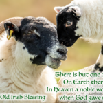 Ewe & Lamb - Irish Blessing