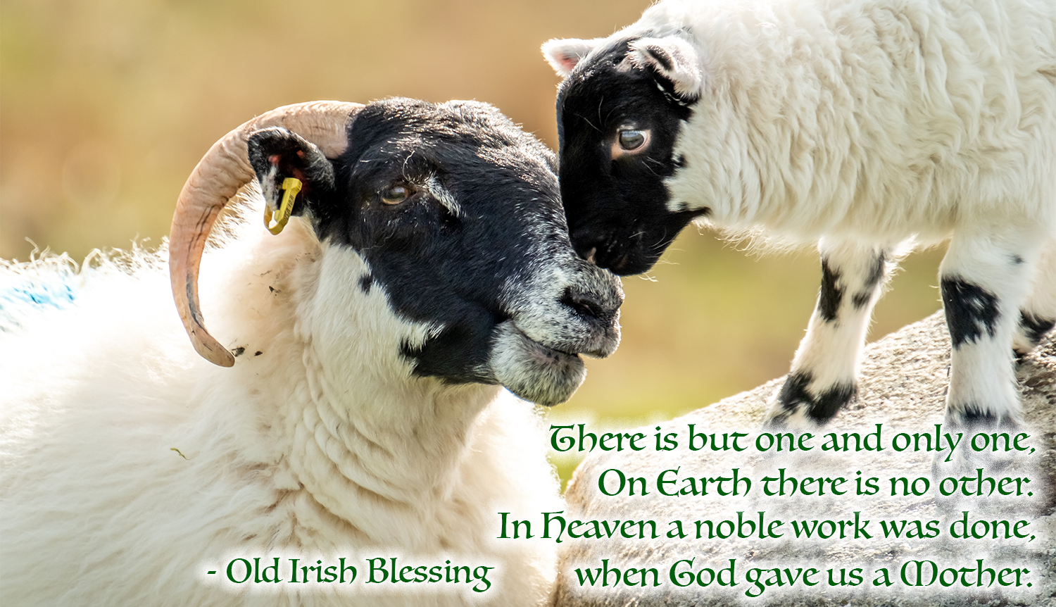 Ewe & Lamb - Irish Blessing