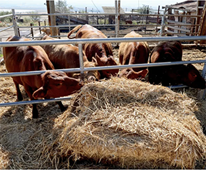 Texan Red Heifers in Israel