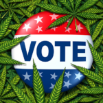 Vote button surrounded by Marijuana 800x450.png