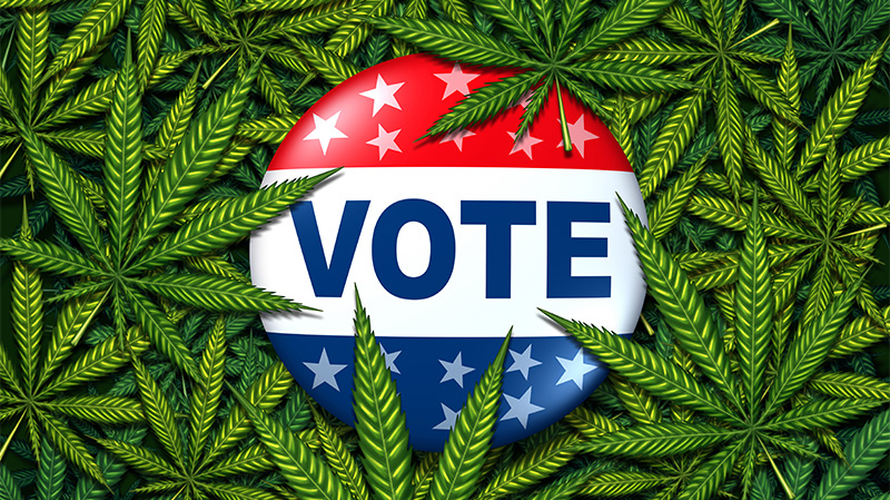 Vote button surrounded by Marijuana 800x450.png