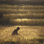 farmer stands in golden field of wheat