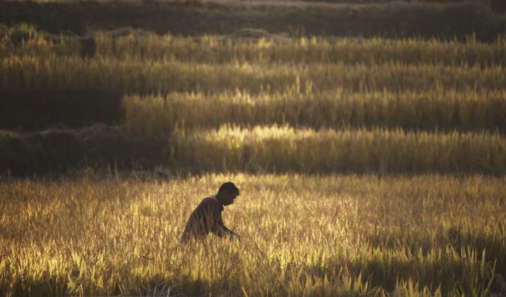 farmer stands in golden field of wheat