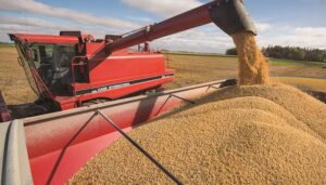 soybean harvesting