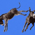 Democratic Party Infighting Democratic Party Infighting