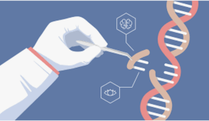 Genetically Modified Babies