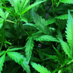 Marijuana for Dummies