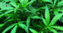 Marijuana for Dummies